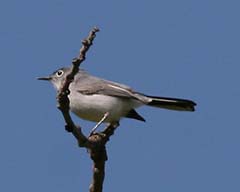 Blue-gray Gnatcatcher