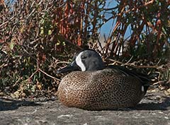 Blue-winged Teal