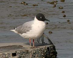 Bonaparte's Gull