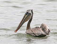 Brown Pelican