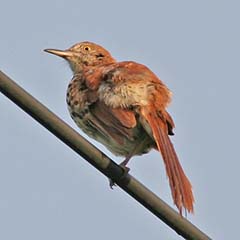 Brown Thrasher