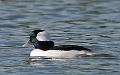 Bufflehead