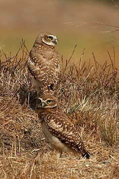 Burrowing Owl