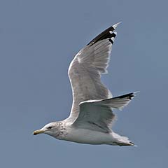 California Gull