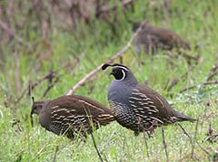 California Quail