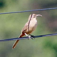 California Thrasher