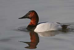 Canvasback