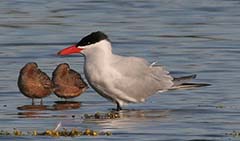 Caspian Tern