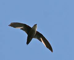 Chimney Swift