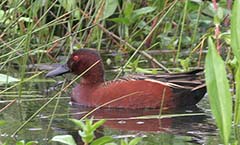 Cinnamon Teal