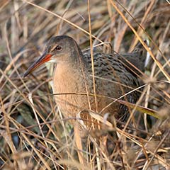 Clapper Rail