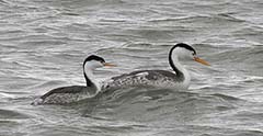 Clark's Grebe