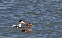 Common Eider