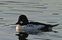 Common Goldeneye