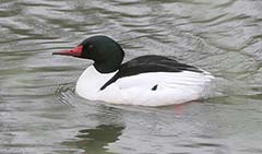 Common Merganser