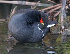 Common Moorhen