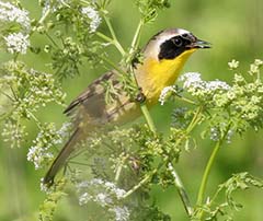 Common Yellowthroat