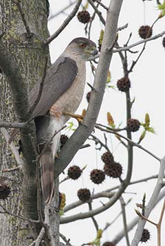 Cooper's Hawk