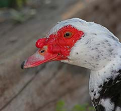 Domestic Muscovy