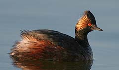 Eared Grebe