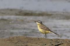 Eastern Yellow Wagtail