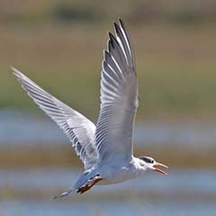 Elegant Tern