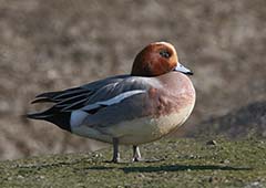 Eurasian Wigeon