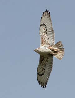 Ferruginous Hawk