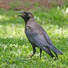 Fish Crow