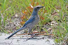 Florida Scrub-Jay