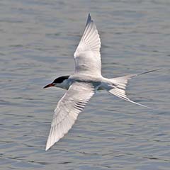 Forster's Tern