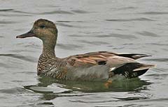 Gadwall