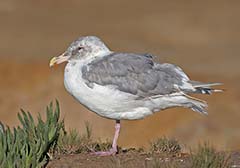 Glaucous-winged Gull