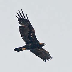 Golden Eagle