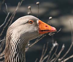 Graylag Goose