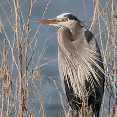 Great Blue Heron