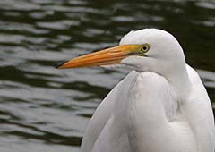 Great Egret