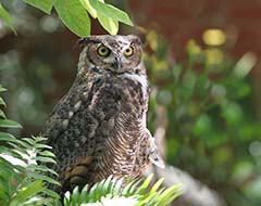 Great Horned Owl