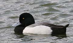 Greater Scaup