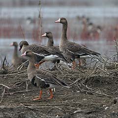 Greater White-fronted Goose