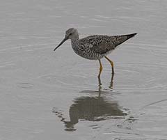 Greater Yellowlegs