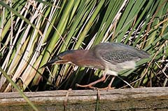 Green Heron