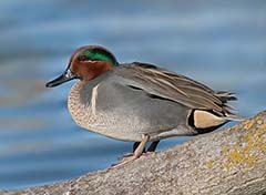 Green-winged Teal