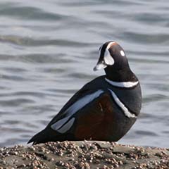 Harlequin Duck