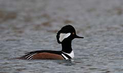 Hooded Merganser