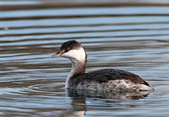 Horned Grebe