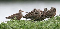 Hudsonian Godwit