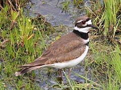 Killdeer