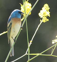 Lazuli Bunting