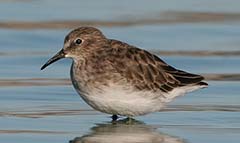 Least Sandpiper